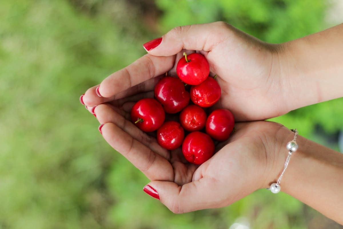 Acerola berries in woman's hands