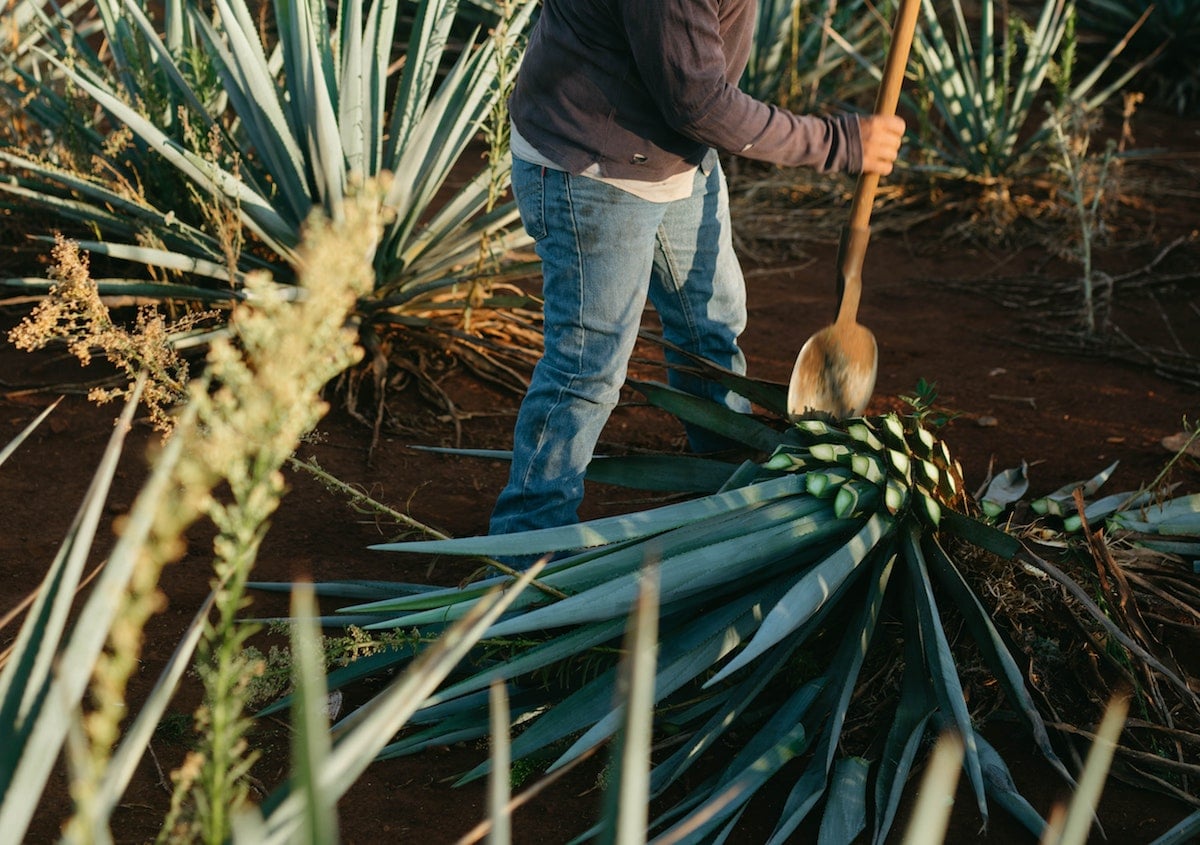 Agave plant being harvested