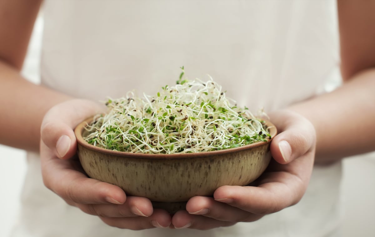 Hands with homegrown organic alfalfa sprouts.
