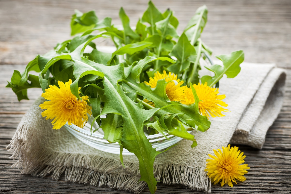 Foraged edible dandelion flowers and greens in bowl