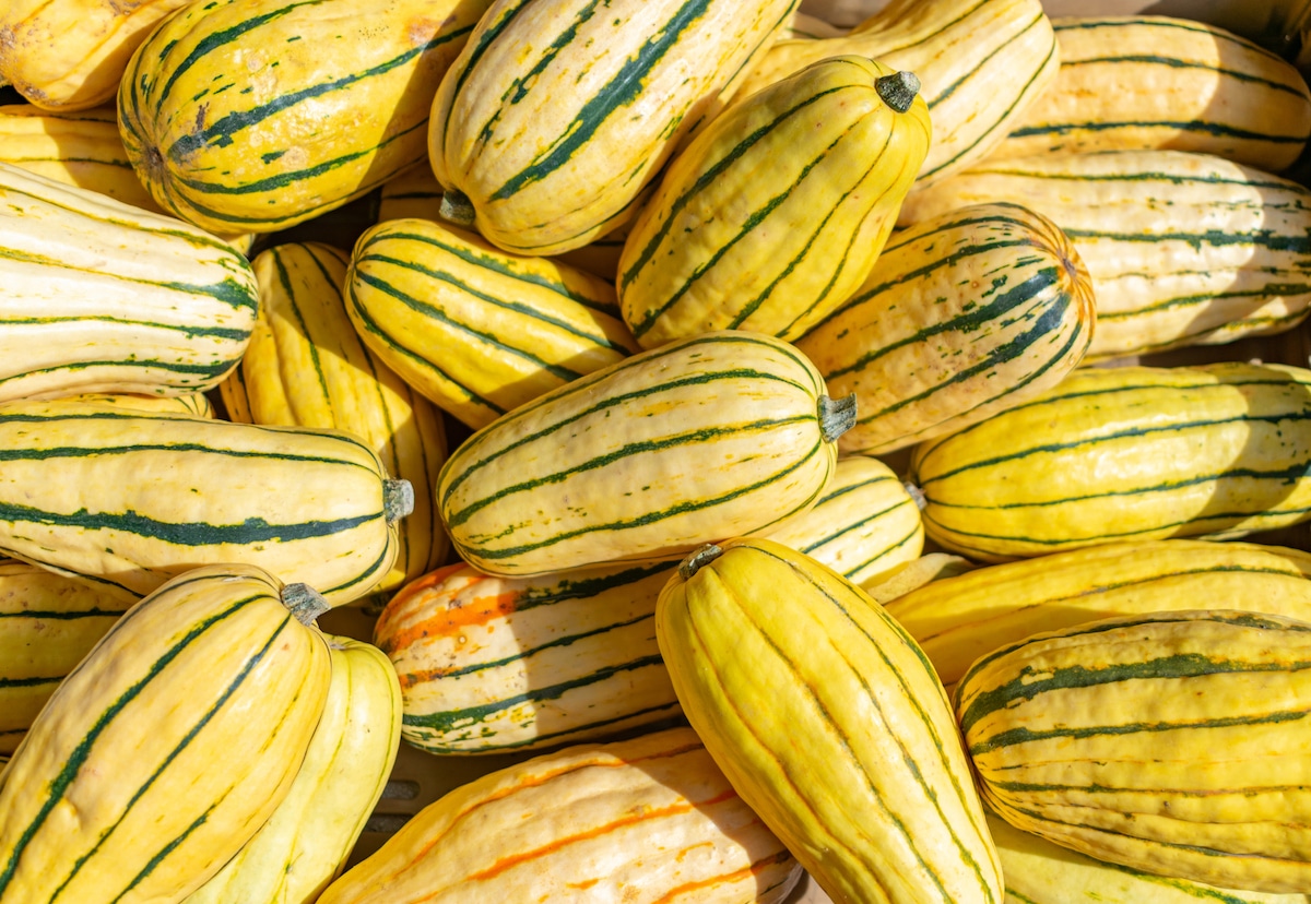 A group of harvested Delicata Squash