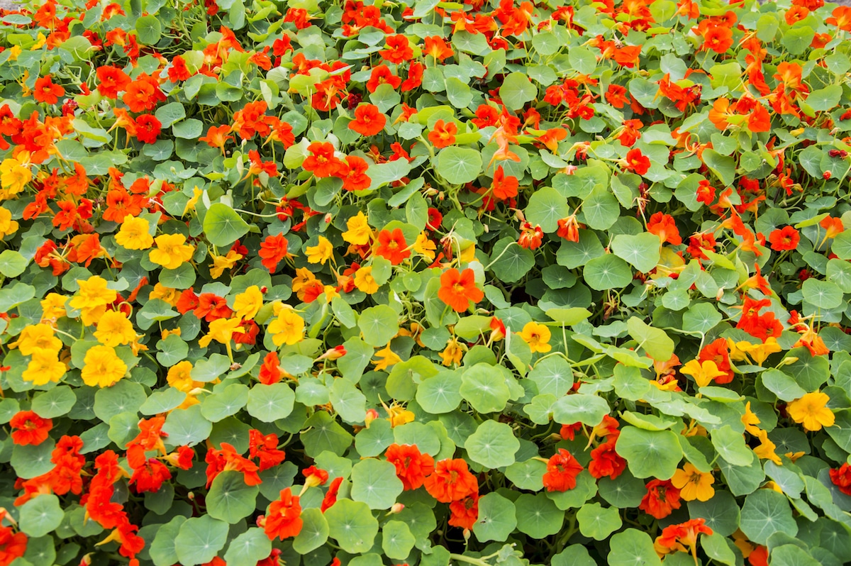 Large patch of edible nasturtium plants with red and yellow flowers