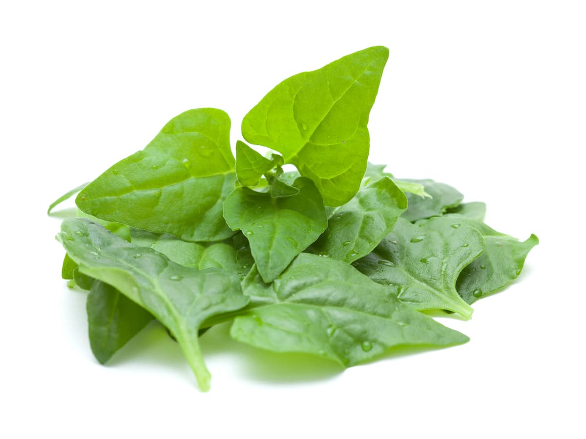 Pile of fresh New Zealand spinach on a white background