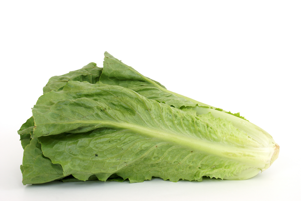 Fresh head of Romaine lettuce on white background