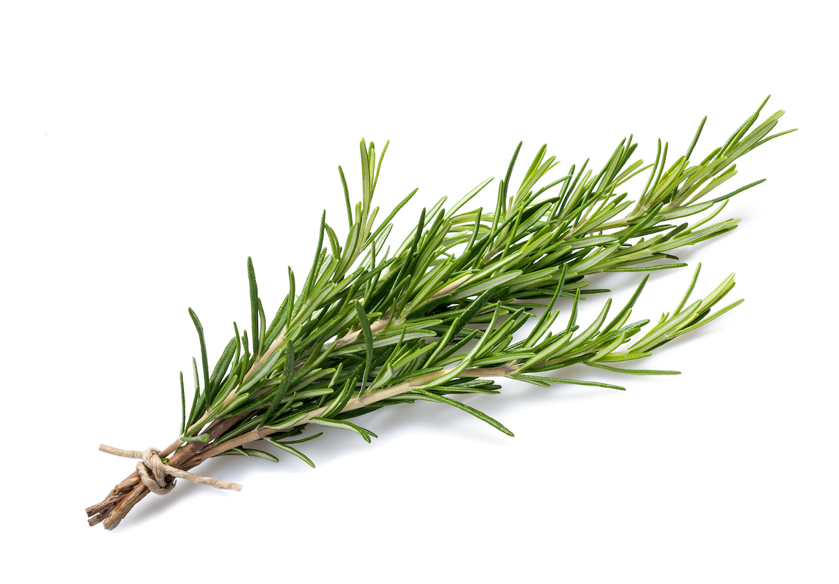 Fresh bundle of rosemary sprigs tied with twine on a white background