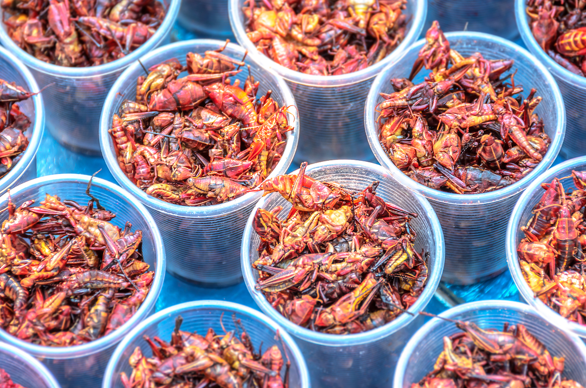 Plastic cups filled with roasted grasshoppers for sale at a market 