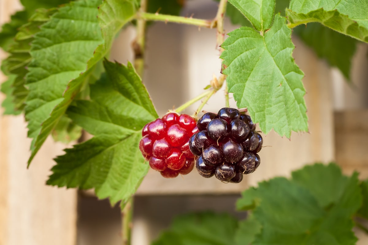 Two youngberries (one ripe and one semi-ripe) and leaves growing against a wooden lattice in the garden