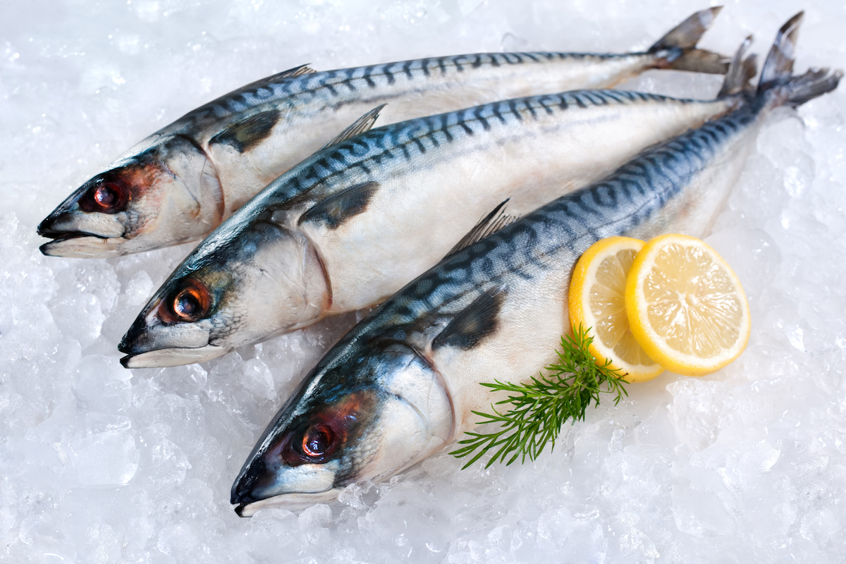 Three whole mackerel fish (Scomber scrombrus) on ice