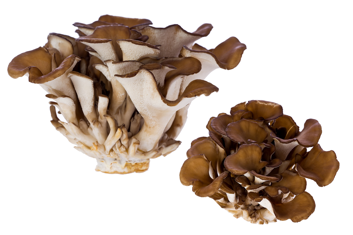 Two clusters of maitake or hen of the woods mushrooms on a white background