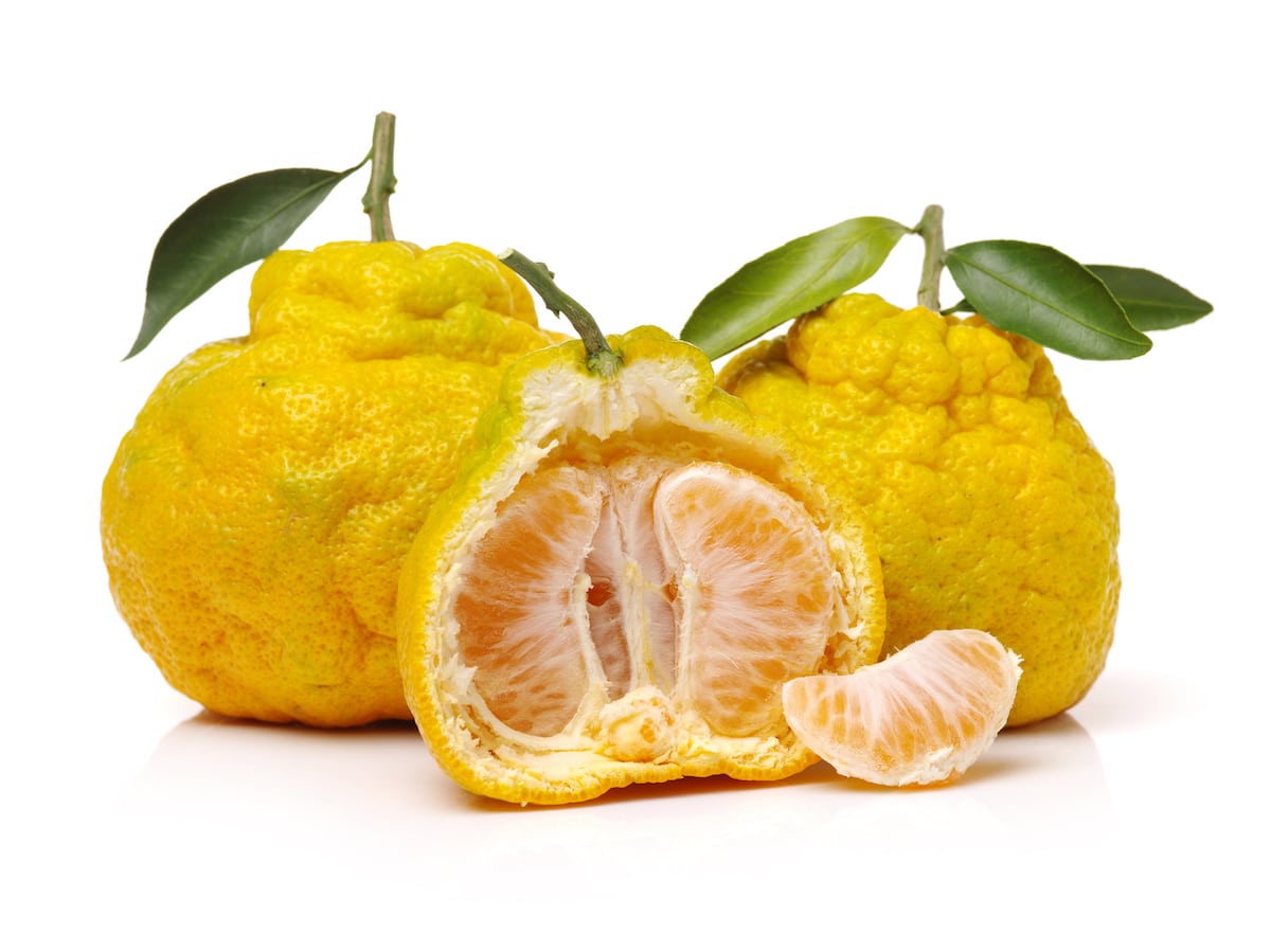 Two whole ugli fruit and one peeled in half to reveal the citrus segments