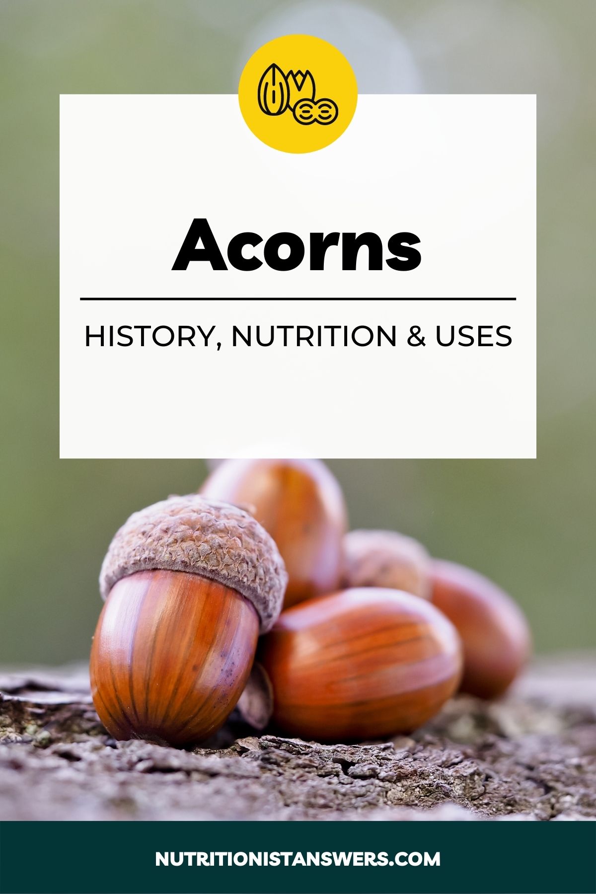 Acorns: History, Nutrition, & Uses