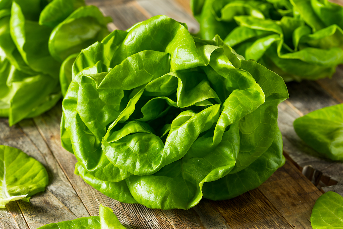 Several heads of fresh butter lettuce against a wooden background