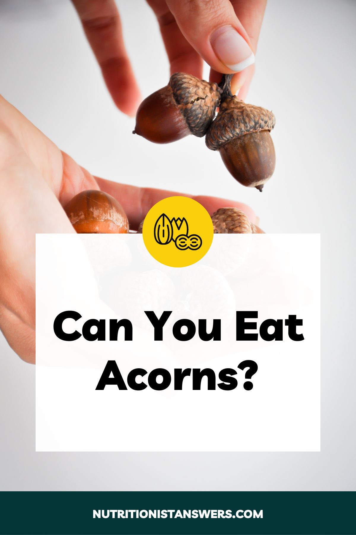 Can You Eat Acorns?