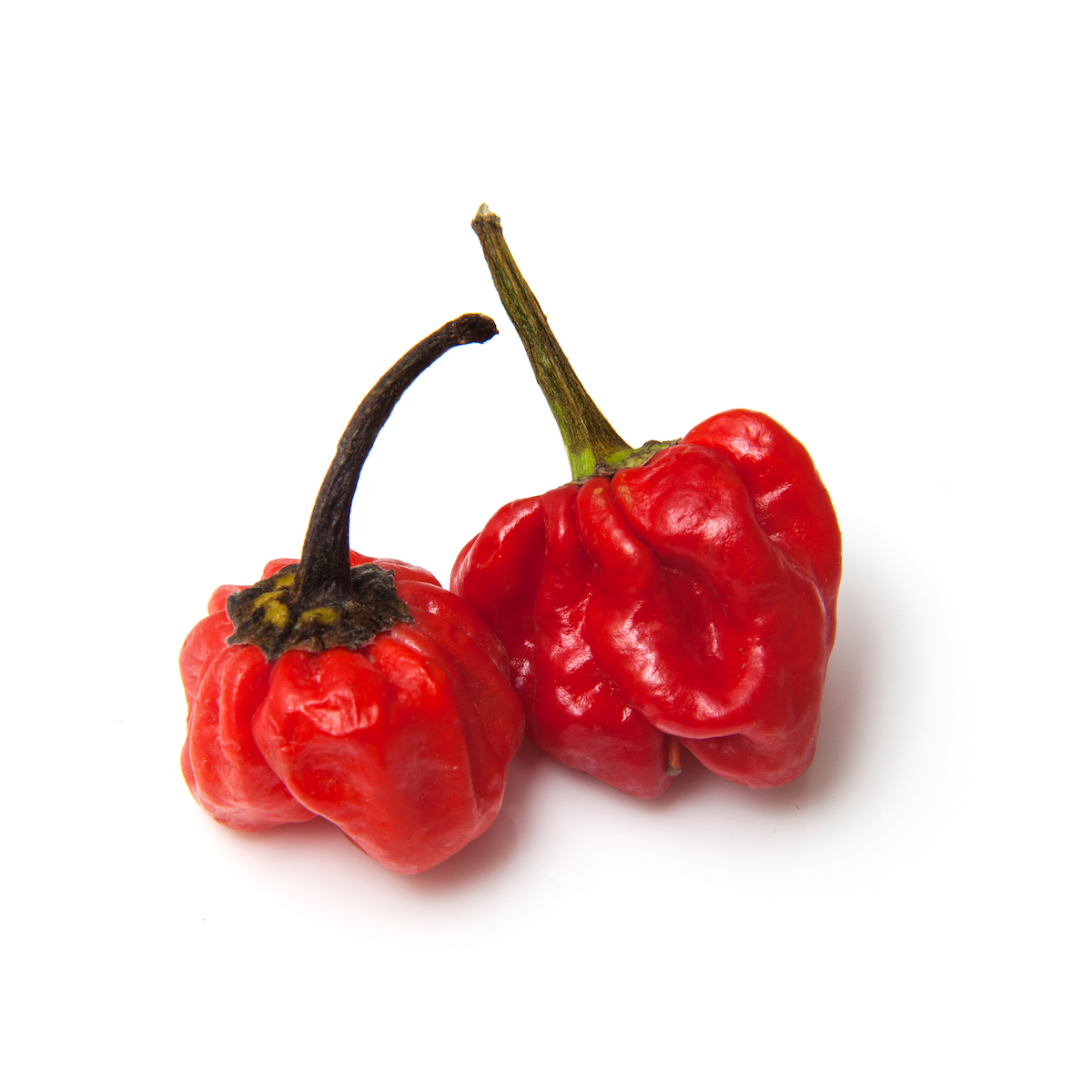 One red scotch bonnet pepper on a white background
